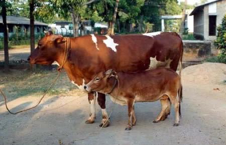 World’s Smallest Cattle: 81 cm (31-inch) height - Vechur cow