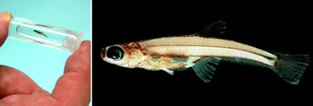 World’s Smallest Fish: 7.9 mm (0.3-inch) long - Paedocypris progenetica