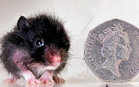 World's Smallest Hamster: 2.5 cm (0.9-inch) tall - PeeWee