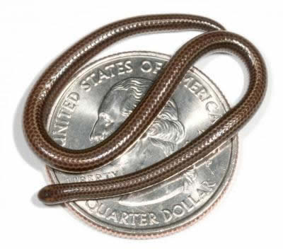 World's Smallest Snake: 10.1 cm (4-inch) long - Leptotyphlops carlae 