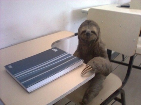Studious sloth