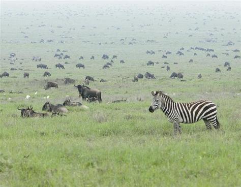 Africa is home to the world’s largest wildlife reserve - the Kavango Zambezi Transfrontier Conservation Area. It is shared by Botswana, Angola, Zambia, Namibia and Zimbabwe
