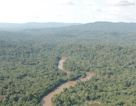 The Congo jungle is the second-largest tropical forest in the world. It contains a quarter of our planet’s tropical plants